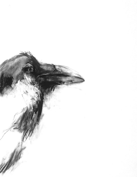 Toad-Raven Charcoal Drawings 2010